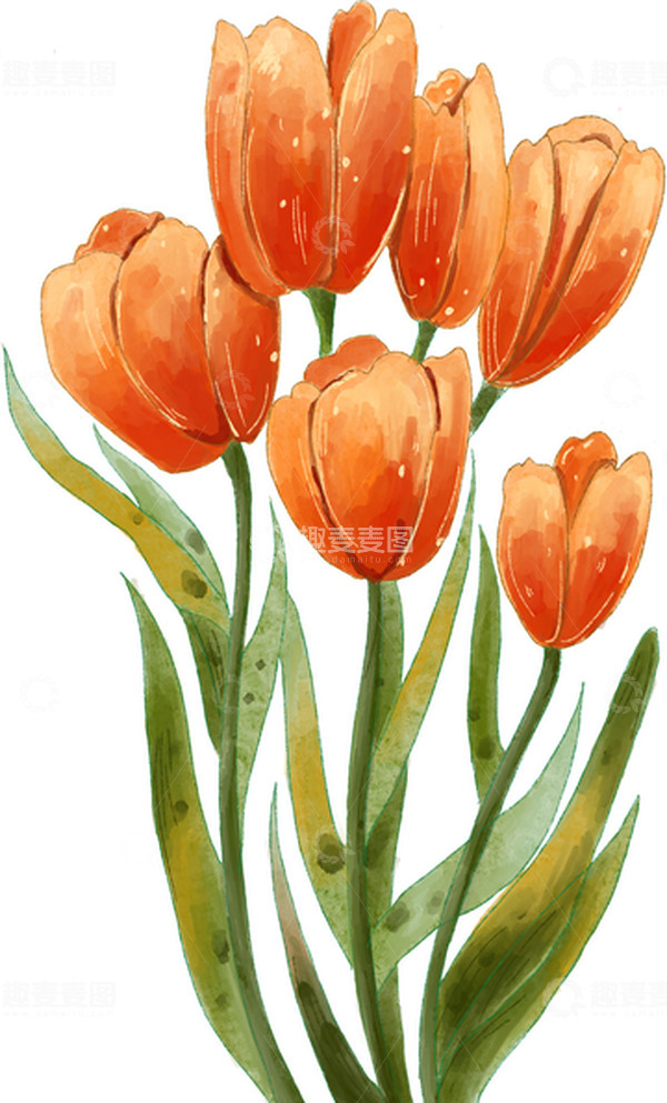源文件下载【趣麦麦图】水彩风金色郁金香手绘图