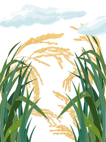 金黄色压弯了的水稻素材