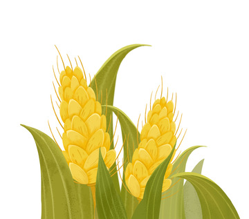 立秋秋天丰收小麦麦穗农作物植物手绘元素