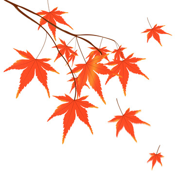 橙色小清晰枫叶立秋手绘