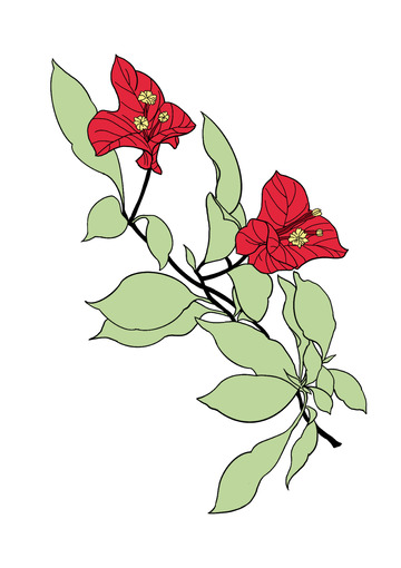 红色三角梅平涂手绘图