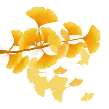 金黄立秋手绘银杏叶