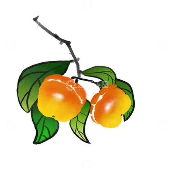 源文件下载【趣麦麦图】绿色橙色小清新水墨风柿子立秋手绘插画