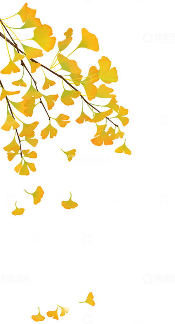 源文件下载【趣麦麦图】-金色秋天的银杏叶手绘素材