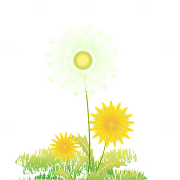 源文件下载【趣麦麦图】黄色立秋秋天蒲公英植物手绘图