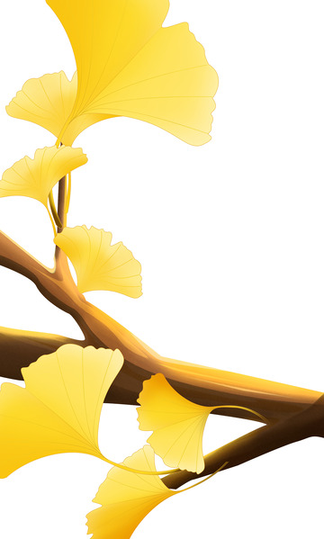 金黄色秋天红枫银杏叶立秋植物手绘图