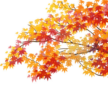 黄色手绘立秋枫叶