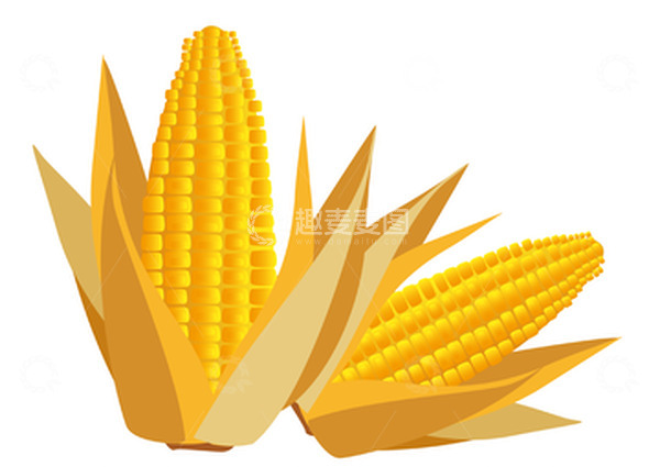 源文件下载【趣麦麦图】立秋成熟玉米农作物手绘