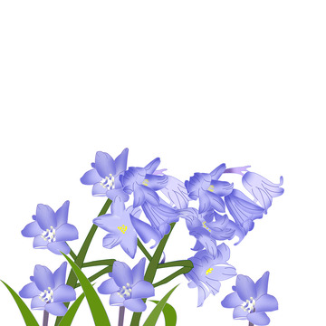 蓝紫色，简约蓝铃花手绘插画