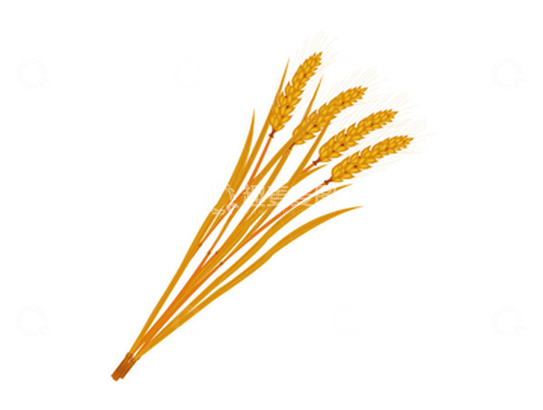 源文件下载【趣麦麦图】金色秋天立秋小麦