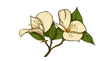 白色栀子花手绘植物插画