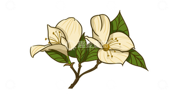 源文件下载【趣麦麦图】白色栀子花手绘植物插画