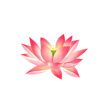 手绘小清新荷花莲花元素