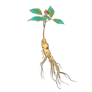 手绘写实人参药材中药元素