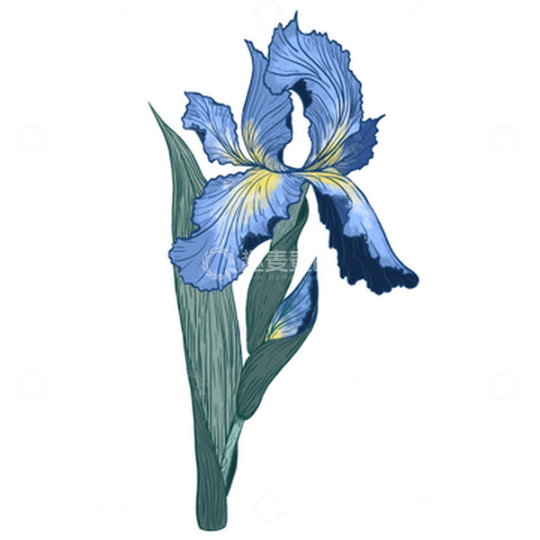 源文件下载【趣麦麦图】蓝色水彩花朵菖蒲花手绘插画