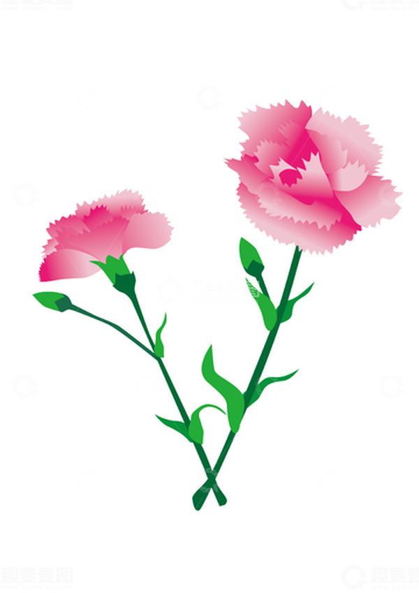 源文件下载【趣麦麦图】教师节粉色康乃馨矢量手绘