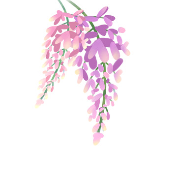 紫红色小清新紫藤花手绘图