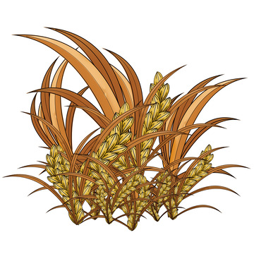 秋季金黄稻谷丰收水稻