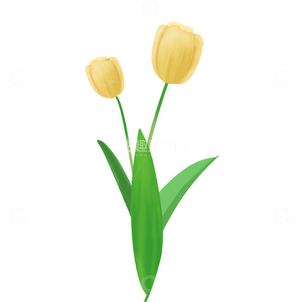 源文件下载【趣麦麦图】手绘郁金香教师节分层