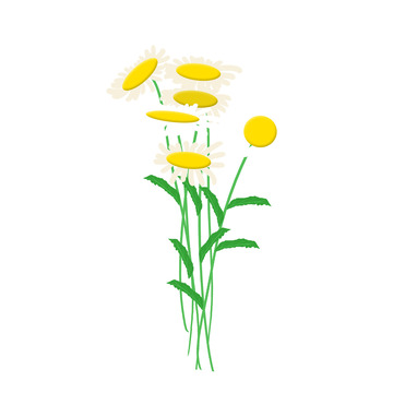 手绘雏菊花朵PSD
