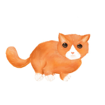 橘色手绘插画猫