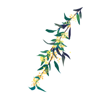 手绘桂花桂花树中秋节中秋元素