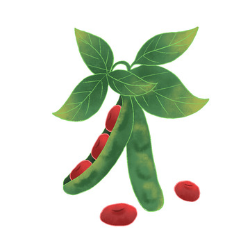红豆插画手绘豆