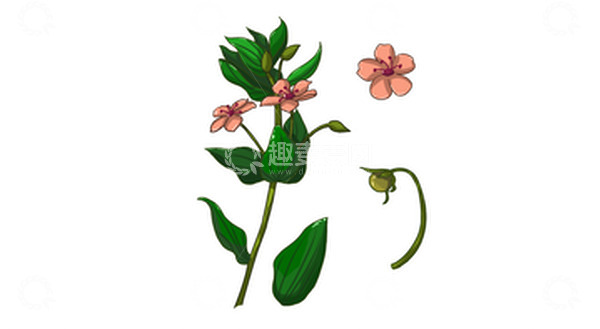 源文件下载【趣麦麦图】-手绘插画素材植物花草