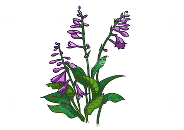 源文件下载【趣麦麦图】-紫色手绘插画素材植物花草