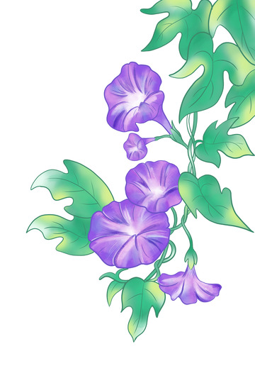清新紫色牵牛花绿叶植物手绘