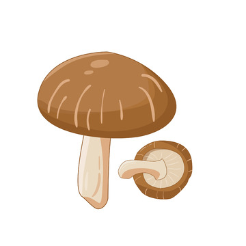 棕色矢量香菇蔬菜手绘矢量插画