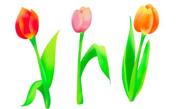 手绘红色粉色橙色郁金香元素