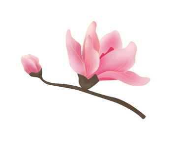 粉色木兰玉兰兰花花卉植物手绘素材