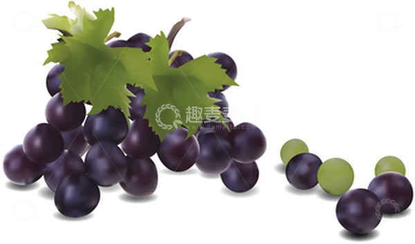 源文件下载【趣麦麦图】高清矢量夏季写实葡萄