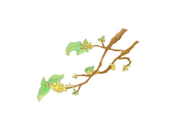 中秋桂花树手绘插画