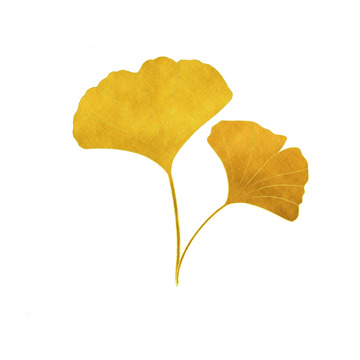 秋天银杏叶矢量图