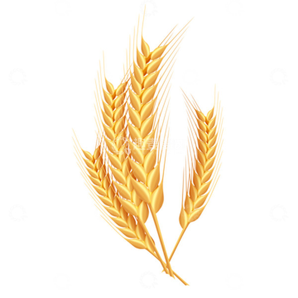 源文件下载【趣麦麦图】-金黄色手绘写实黄金大麦小麦稻穗