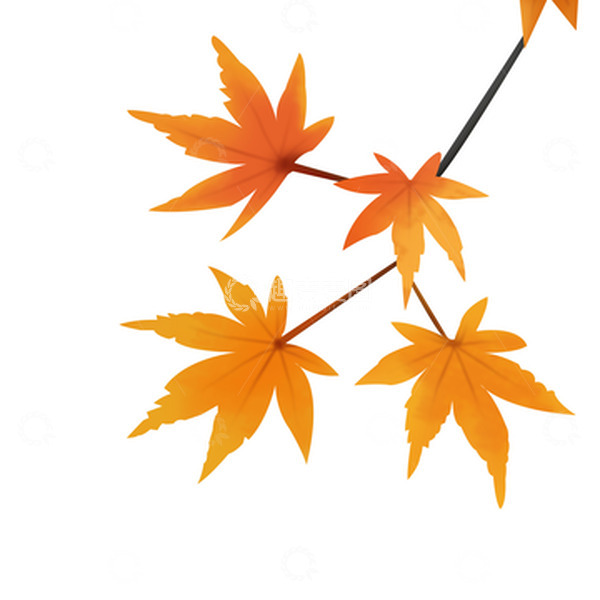 源文件下载【趣麦麦图】秋天风景红枫叶秋季树枝叶子