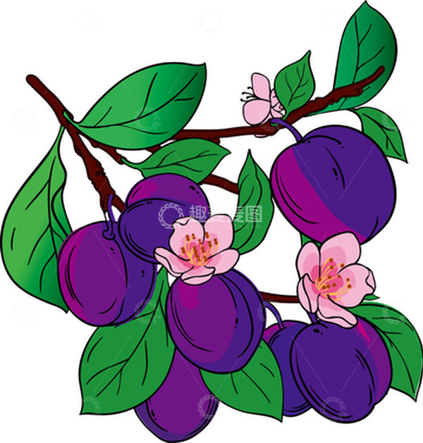 源文件下载【趣麦麦图】-紫色手绘风格一串西梅