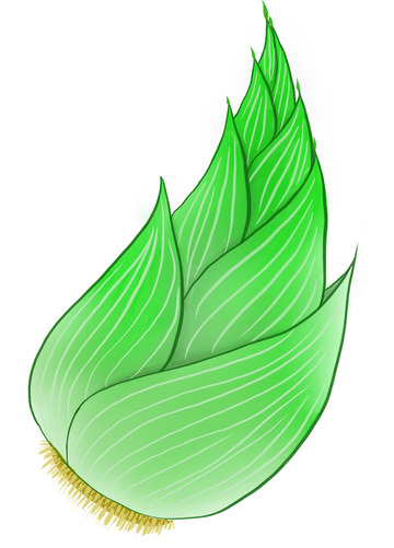 绿色自然渐变鲜嫩竹笋手绘