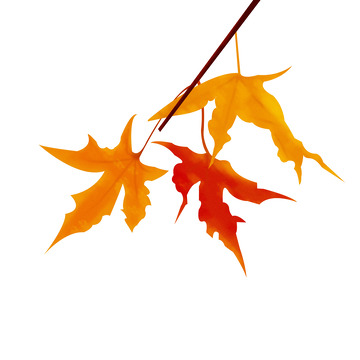 枫叶枫树叶子秋季立秋