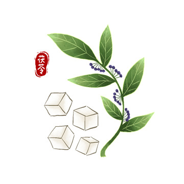 茯苓植物茯苓块手绘