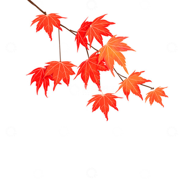 源文件下载【趣麦麦图】手绘写实枫叶秋天中秋元素