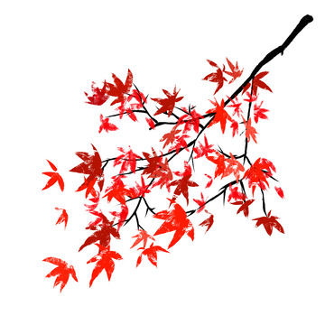 手绘小清新枫叶枫树秋天元素