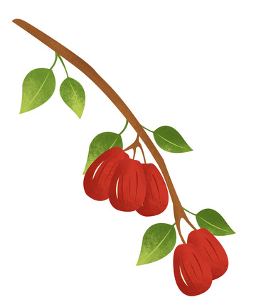 红色秋季红枣枝条手绘素材