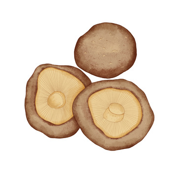 香菇水彩蔬菜手绘元素