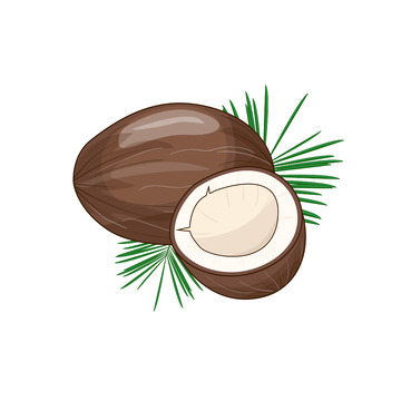 棕色矢量椰子热带水果手绘矢量插画