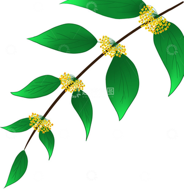 源文件下载【趣麦麦图】绿色黄色橙色夏天秋天立秋手绘桂花树枝