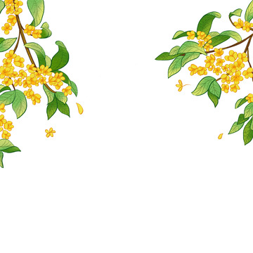 手绘质感中秋桂花