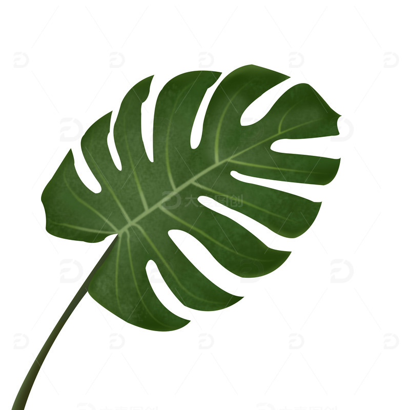 龟背叶子热带叶子树叶阔叶绿色